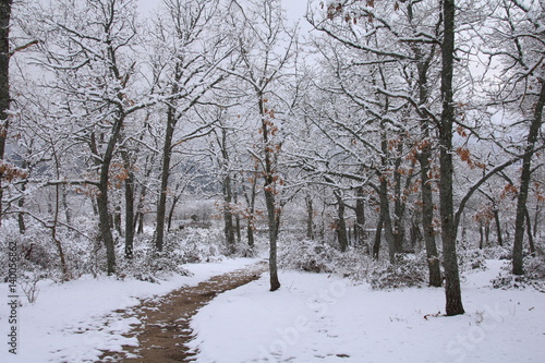 Winter forest © CLARA