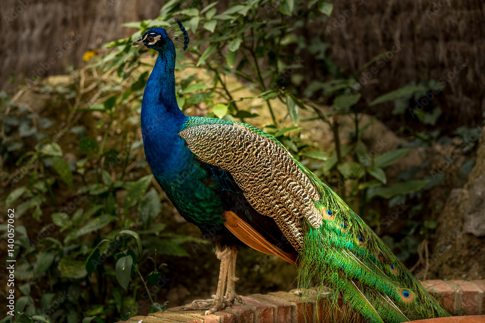 Peacock Peacock