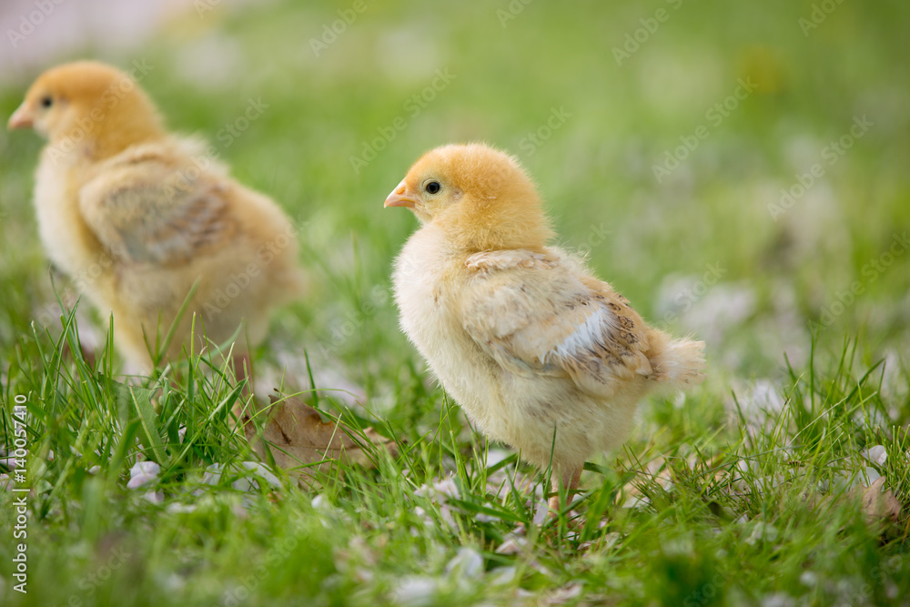Little chicks on the grass