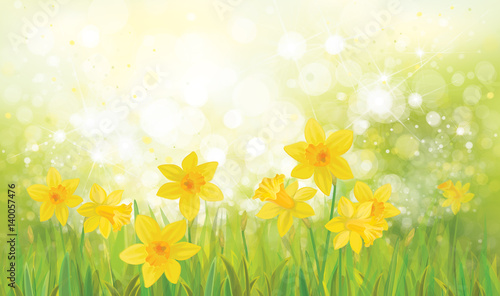 Vector  yellow daffodil flowers background.