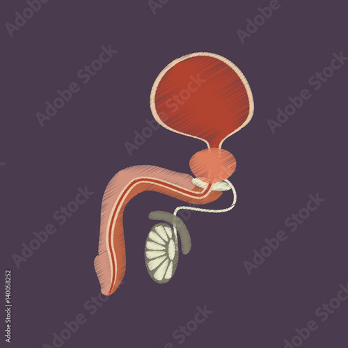 flat shading style icon Male Reproductive System