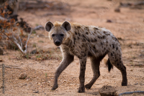 Valokuvatapetti hyena walking in the bush of kruger national park