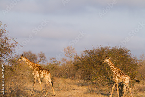 giraffes in the kruger national park