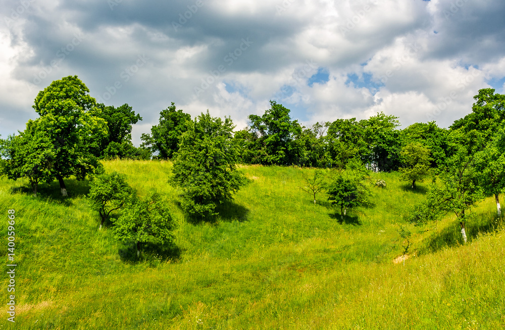 Obraz premium orchard on a hillside