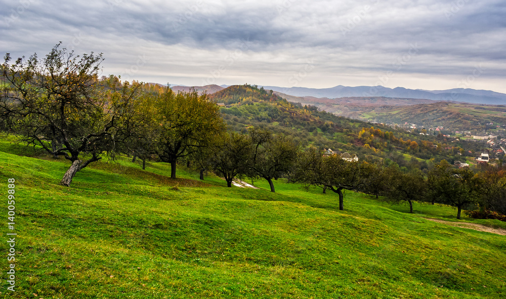 orchard on a hillside