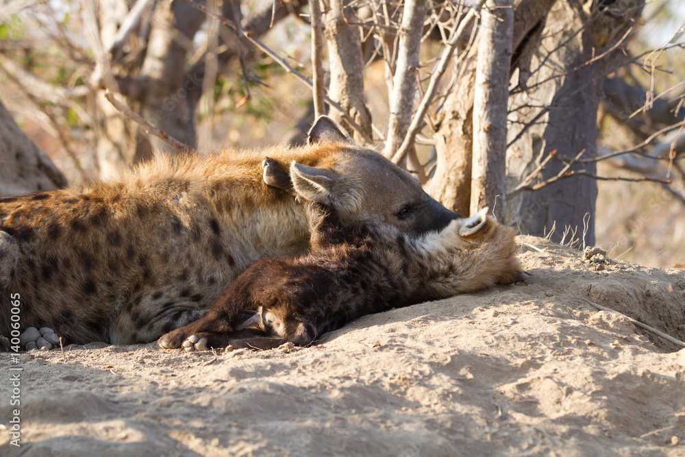 hyena suckling the cubs in the kruger national park hyena suckling the cubs in the kruger national park