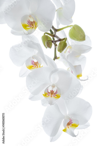 White orchid flowers hanging