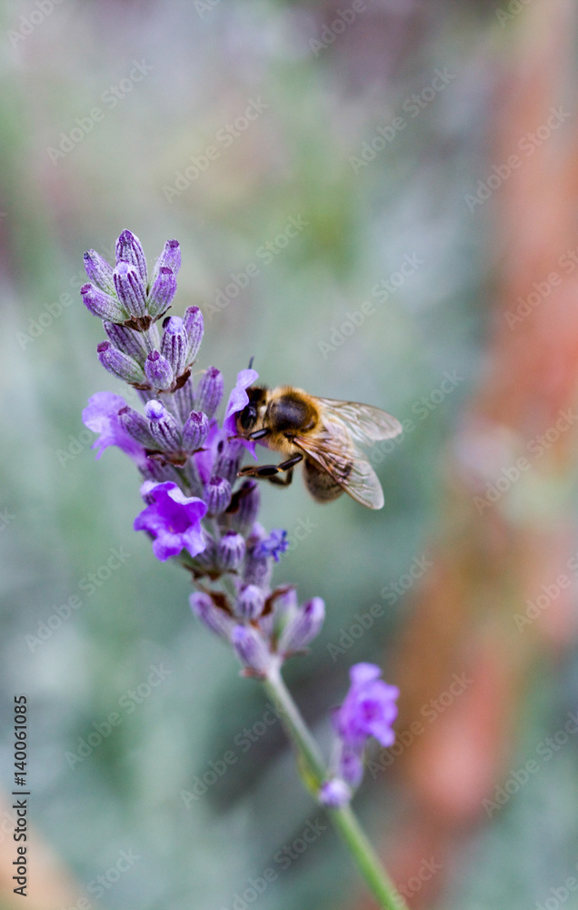 Macro Bee on Lavender #1