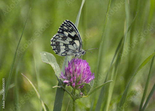 Marbled white butterfly