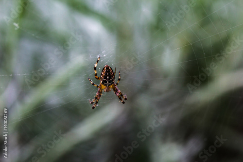 Macro Spider on Web #1
