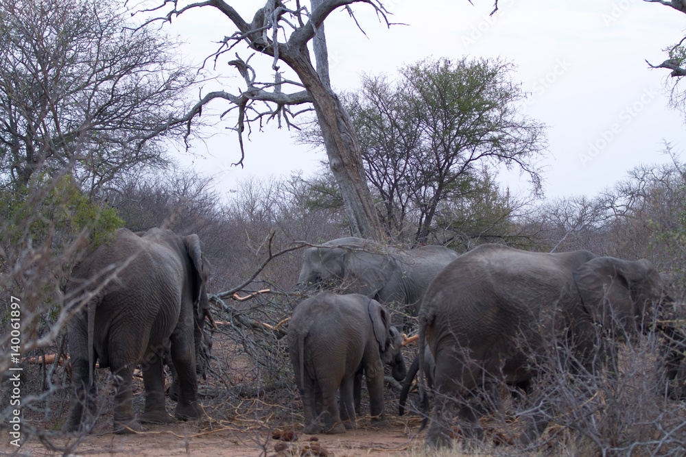 Fototapeta premium elephants in the bush of the kruger national park
