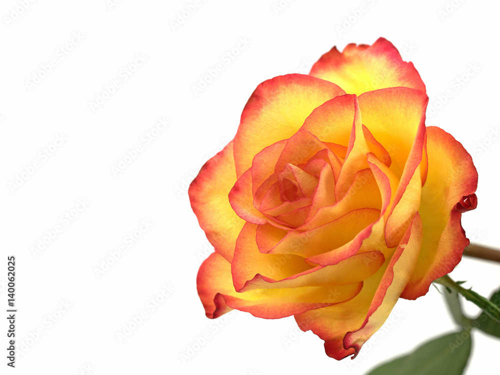 Fototapeta premium Edelrose, Kulturrose