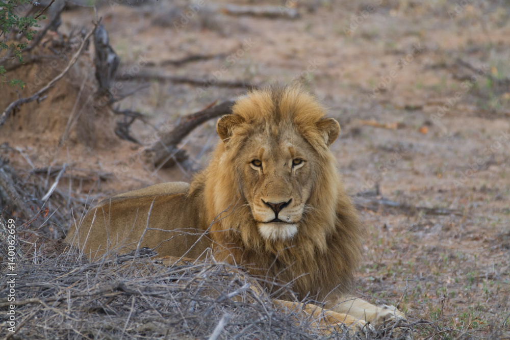 lions in the bush of the kruger national park