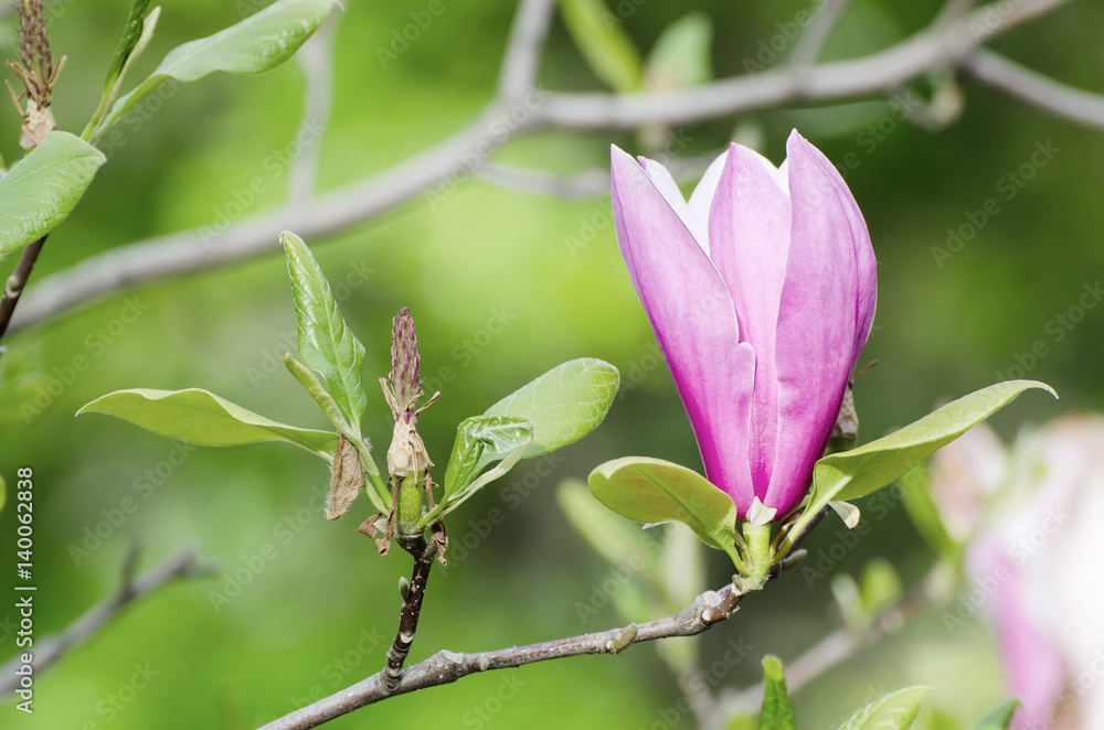 Blossoming of pink magnolia flowers in spring time, floral seasonal background Blossoming of pink magnolia flowers in spring time, floral seasonal background