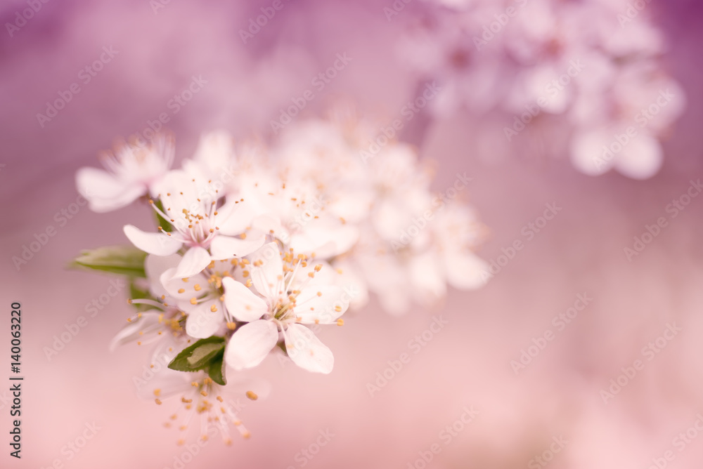 Abstract spring seasonal background with white flowers, natural easter floral image with copy space