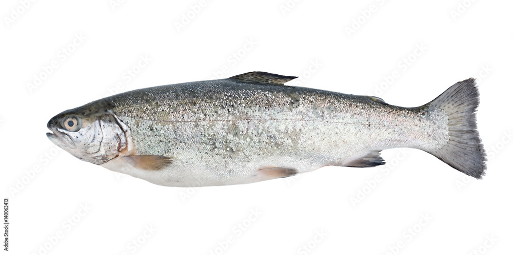 Fototapeta premium Fresh trout fish isolated