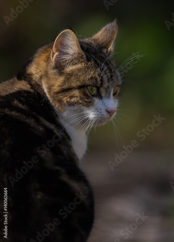 Cat