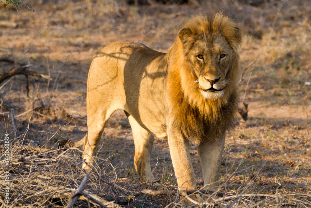 lions in the bush of the kruger national park