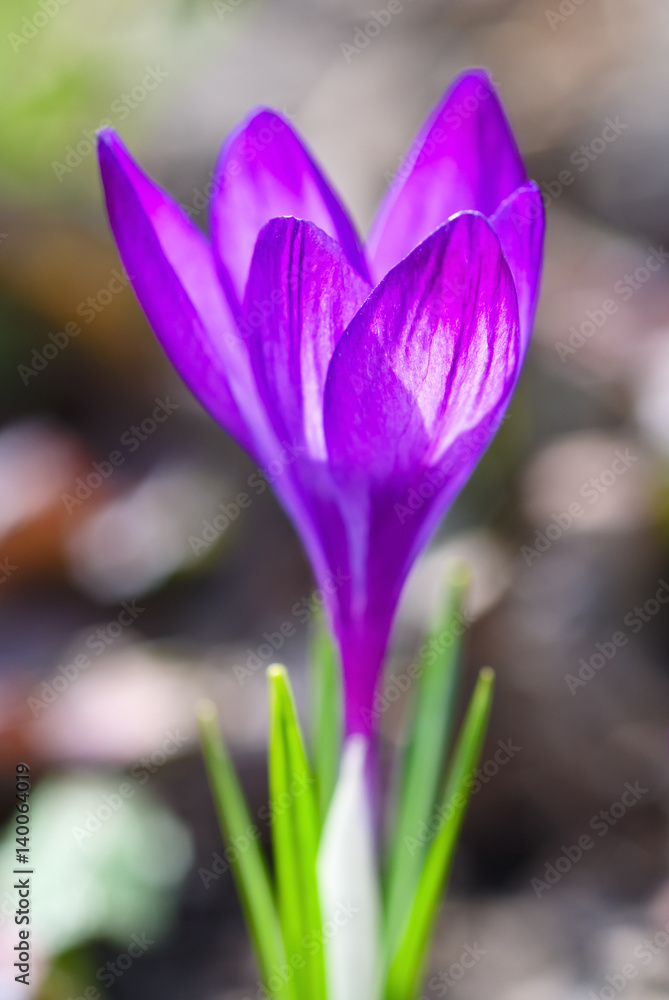Sring crocus Sring crocus