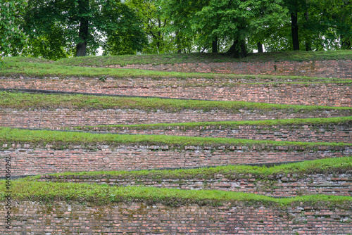 field of tulips in spring