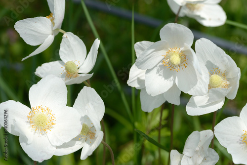 Fototapeta Naklejka Na Ścianę i Meble -  Close-up of white anemone flowers in spring sunlight.