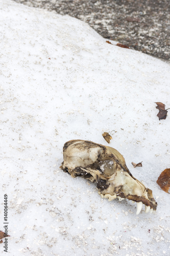 Dog skull on the snow