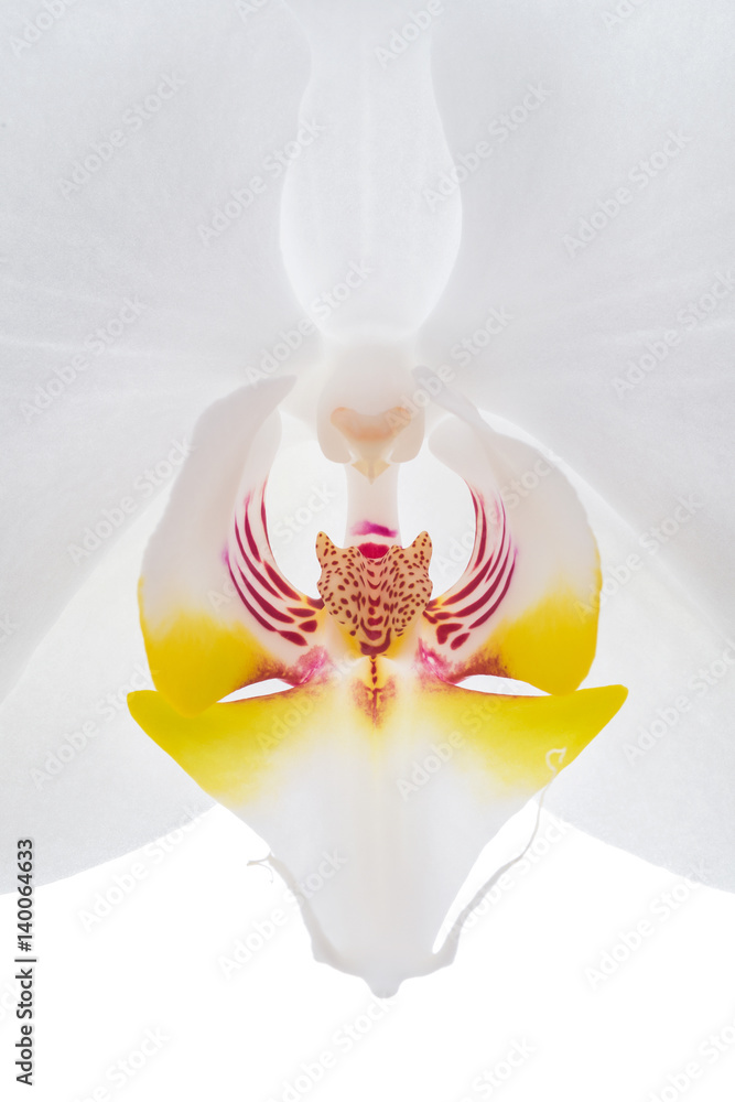 White orchid flower closeup White orchid flower closeup