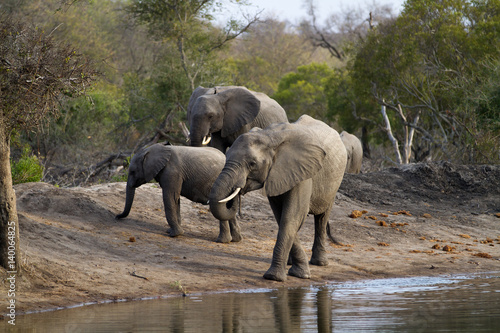 elephants drinking water in kruger national park