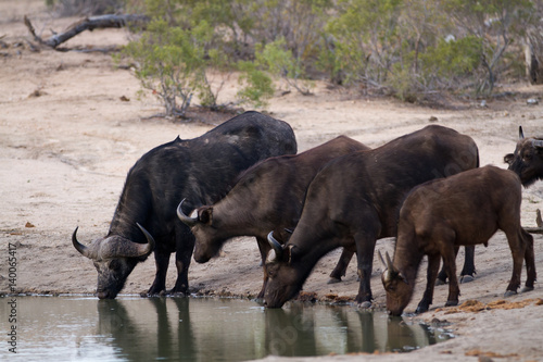 buffalos in the kruger national park