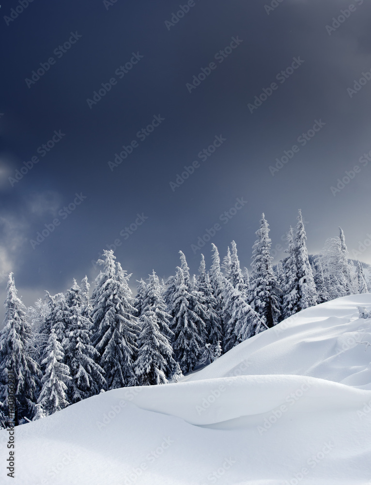 Fototapeta premium winter trees