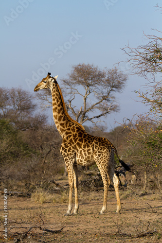 giraffes in the kruger national park © franco lucato