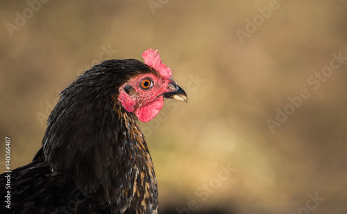 Chiken