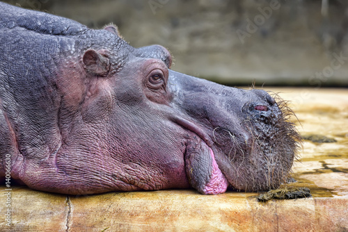 Hippopotamus - Hippopotamus amphibius photo