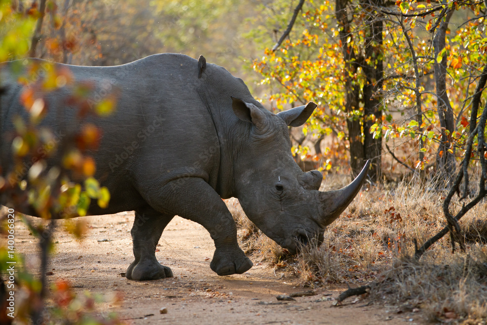 Fototapeta premium rhino walking alone in the bush of kruger national park