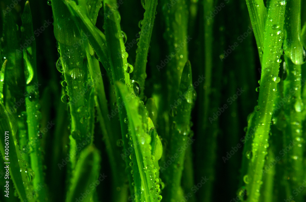 Grass Pattern Macro View Grass Pattern Macro View