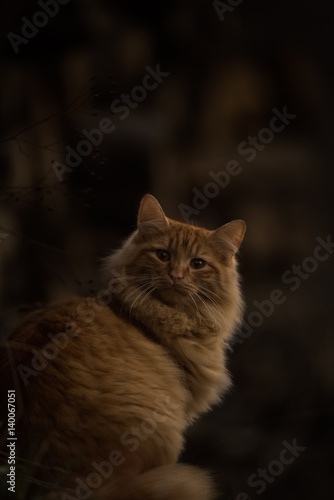 Cat