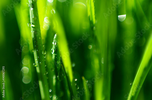 Grass Pattern Macro View