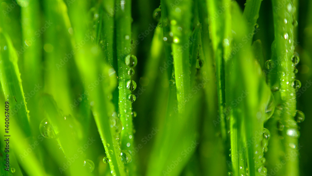Grass Pattern Macro View Grass Pattern Macro View