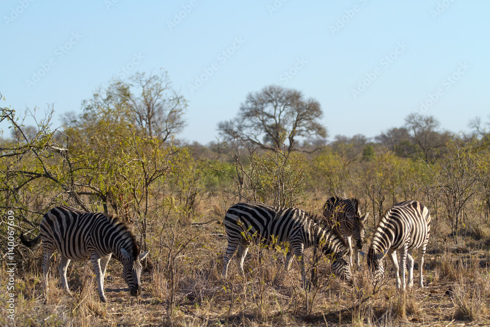 Obraz premium herbivors in the savannah of kruger national park