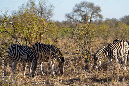 herbivors in the savannah of kruger national park