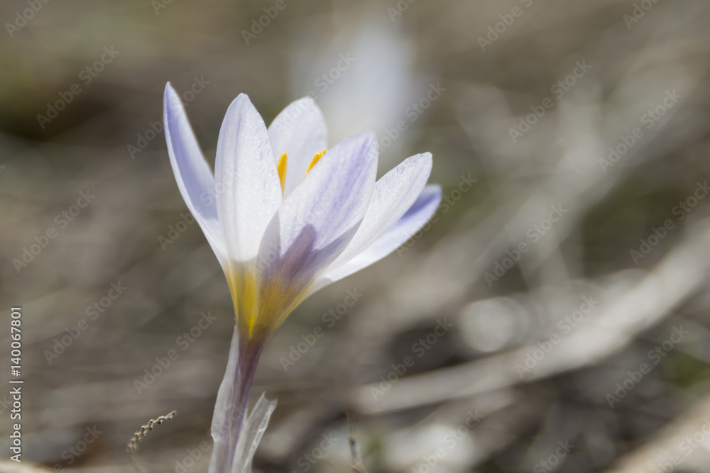 Mountains Crocus