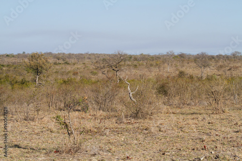 vegetation of africa wilderness