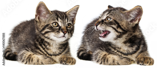 kittens isolated on a white background