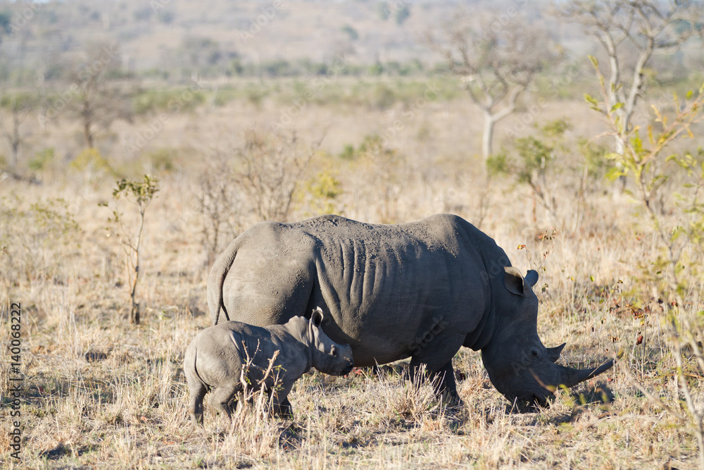 Fototapeta premium white rhino and her cub walking in the plains of the kruger national park