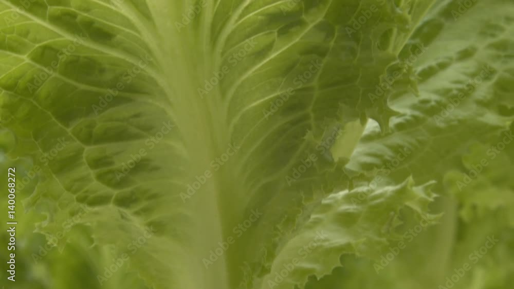 green lettuce green lettuce
