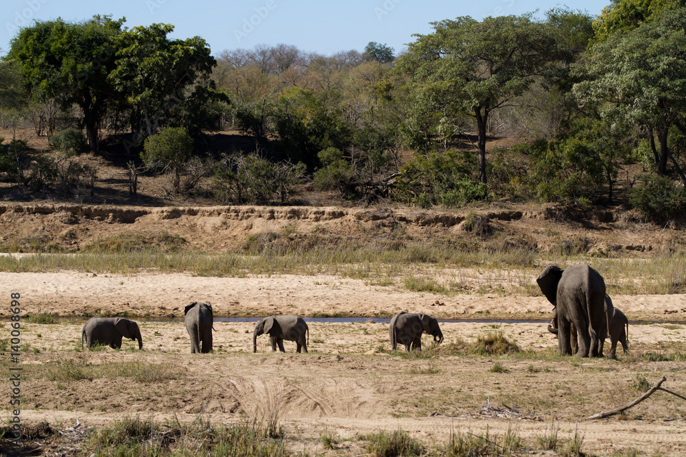 elephant drinking and eating in the kruger national park elephant drinking and eating in the kruger national park