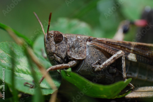 Close up shot of grasshopper