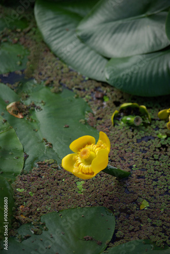 Petit nénuphar jaune au printemps au jardin photo