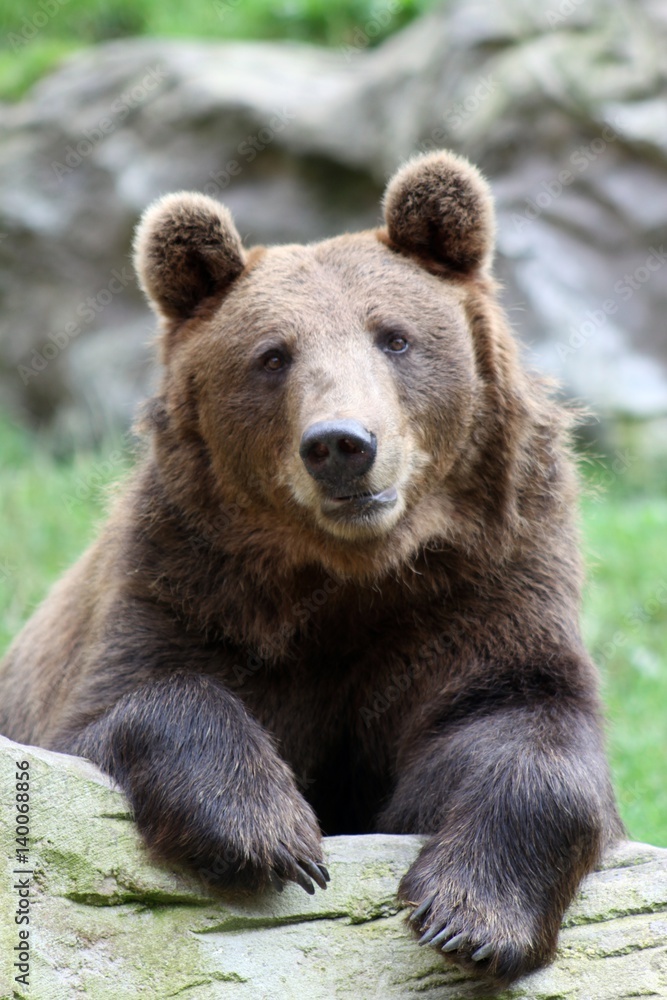 Beautiful nice friendly brown Bear 
