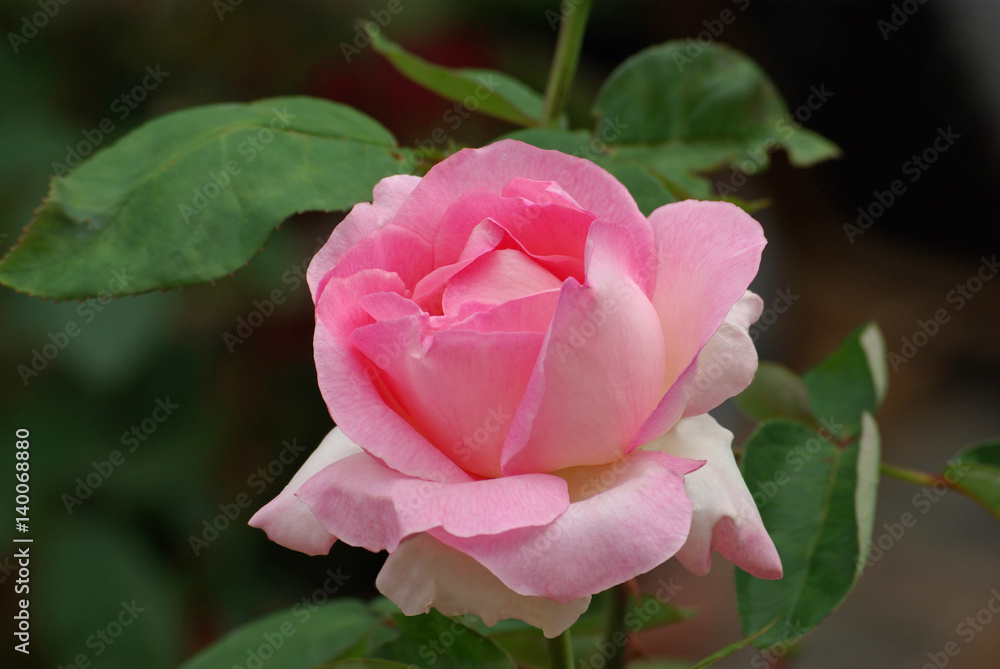 Rose en bouton au jardin au printemps